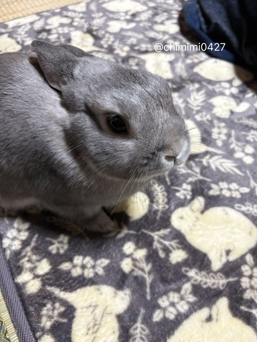 うさぎさんてかわいいなぁ☺️