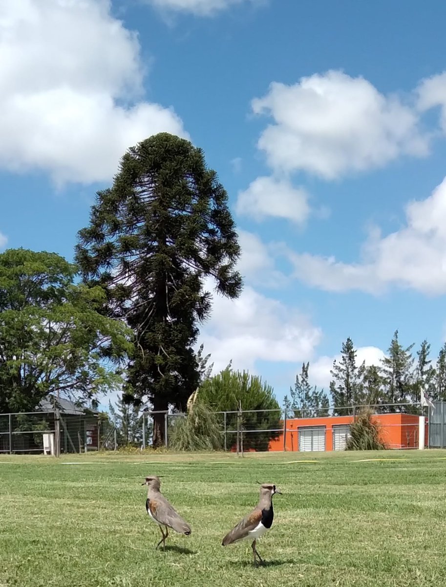 Lopezlaila1's tweet photo. #Teros #Vanellus chilensis https://t.co/W7i29pGKZK