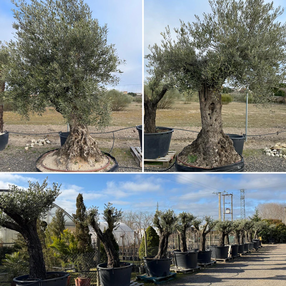 Ventas - Amplia variedad en #Olivos y también asesoramiento sobre los mismos.

#ViverosBoecillo
#ViverosRabadanYCalleja 
#PrispalGarden 
#AhoraFloresYPlantas