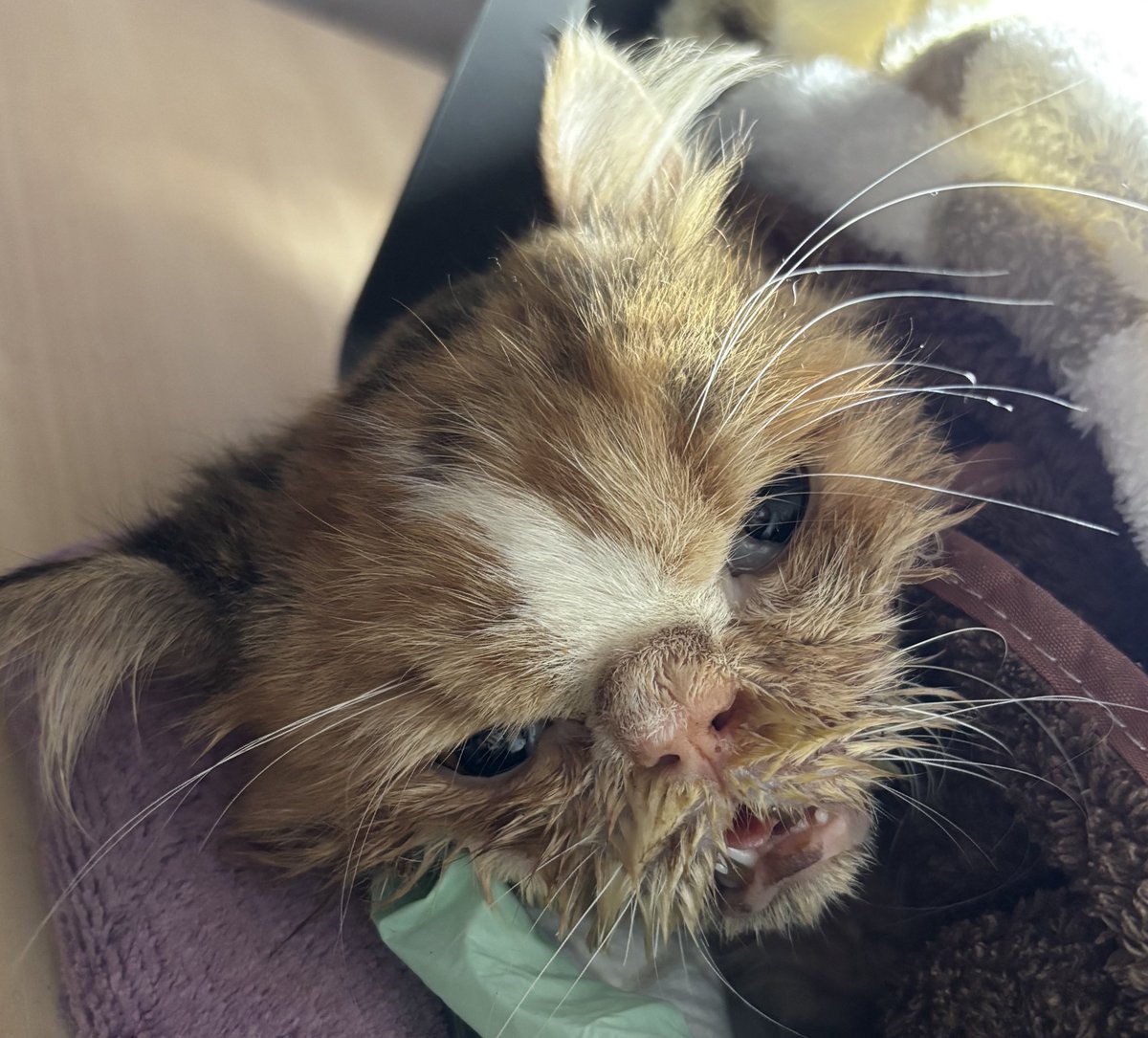 oysted's tweet photo. 🚨kucing aku butuh transfusi darah segera karena anemia berat. Hb &amp; trombosit sangat rendah, kondisi sudah sangat drop &amp; kritis. kalau ada kucing sehat yg bisa donor atau punya info donor, prio daerah bogor &amp; jakarta, bisa tolong dm aku ya🙏🏻
minta tolong bantu rt gess, makasii https://t.co/IMSWvLqoW4