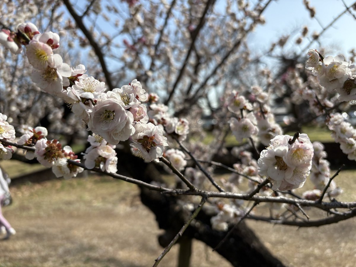 七月。 tweet media