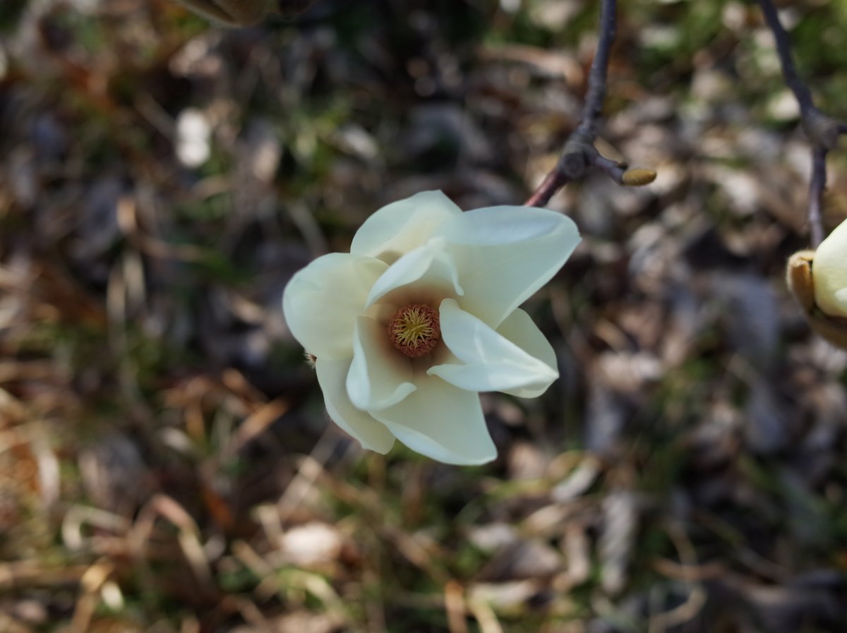 2024/02/28 ちょうど2年前。白木蓮の旬は短い。