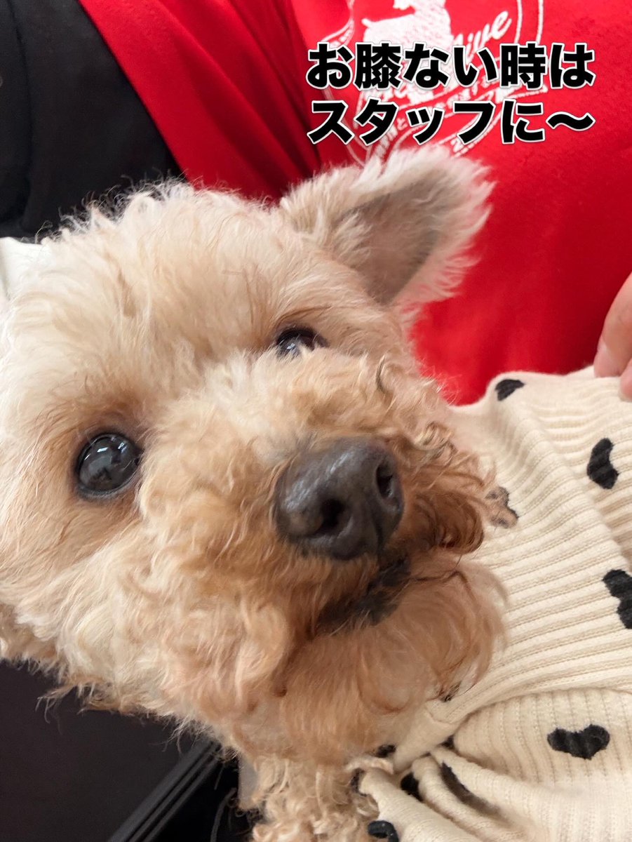 Hogooooo69's tweet photo. 🐶ウィロー
#トイプードル 女の子 2018.7.1生まれ(7才)

プードルの中では
小柄メンバーのウィローちゃん🫶❣️✨

誰よりもお膝っ子で
誰のりも人が大好き❤😘

小さいけどたくましく強い女の子です👧
今までお母さんを沢山沢山頑張ってきた
ウィーちゃんに
ゆっくり暮らせる🏠が見つかりますように🍀 https://t.co/0Ebbs71gSl