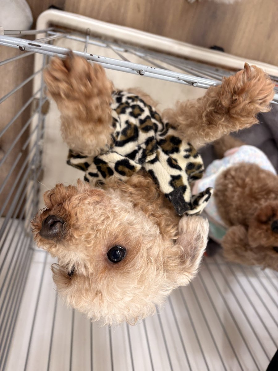 Hogooooo69's tweet photo. 🐶ウィロー
#トイプードル 女の子 2018.7.1生まれ(7才)

プードルの中では
小柄メンバーのウィローちゃん🫶❣️✨

誰よりもお膝っ子で
誰のりも人が大好き❤😘

小さいけどたくましく強い女の子です👧
今までお母さんを沢山沢山頑張ってきた
ウィーちゃんに
ゆっくり暮らせる🏠が見つかりますように🍀 https://t.co/0Ebbs71gSl