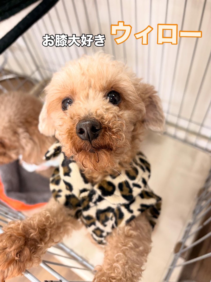 Hogooooo69's tweet photo. 🐶ウィロー
#トイプードル 女の子 2018.7.1生まれ(7才)

プードルの中では
小柄メンバーのウィローちゃん🫶❣️✨

誰よりもお膝っ子で
誰のりも人が大好き❤😘

小さいけどたくましく強い女の子です👧
今までお母さんを沢山沢山頑張ってきた
ウィーちゃんに
ゆっくり暮らせる🏠が見つかりますように🍀 https://t.co/0Ebbs71gSl