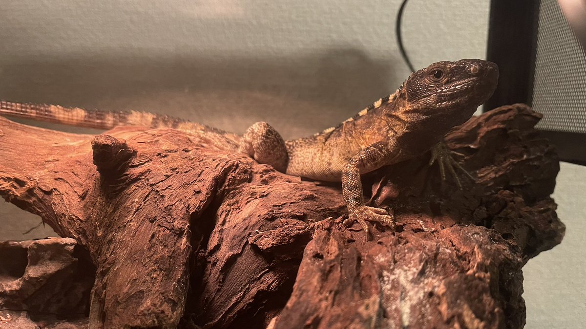 爬虫類とサッカーと服好きのドラちゃん tweet media