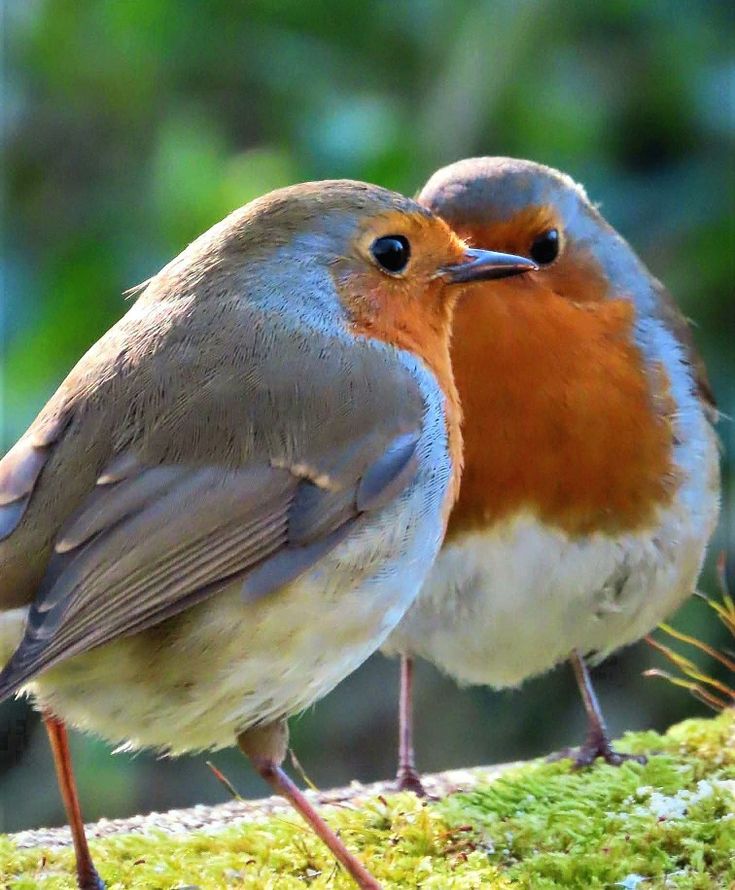 Beautiful Robin Couple 🧡🐦