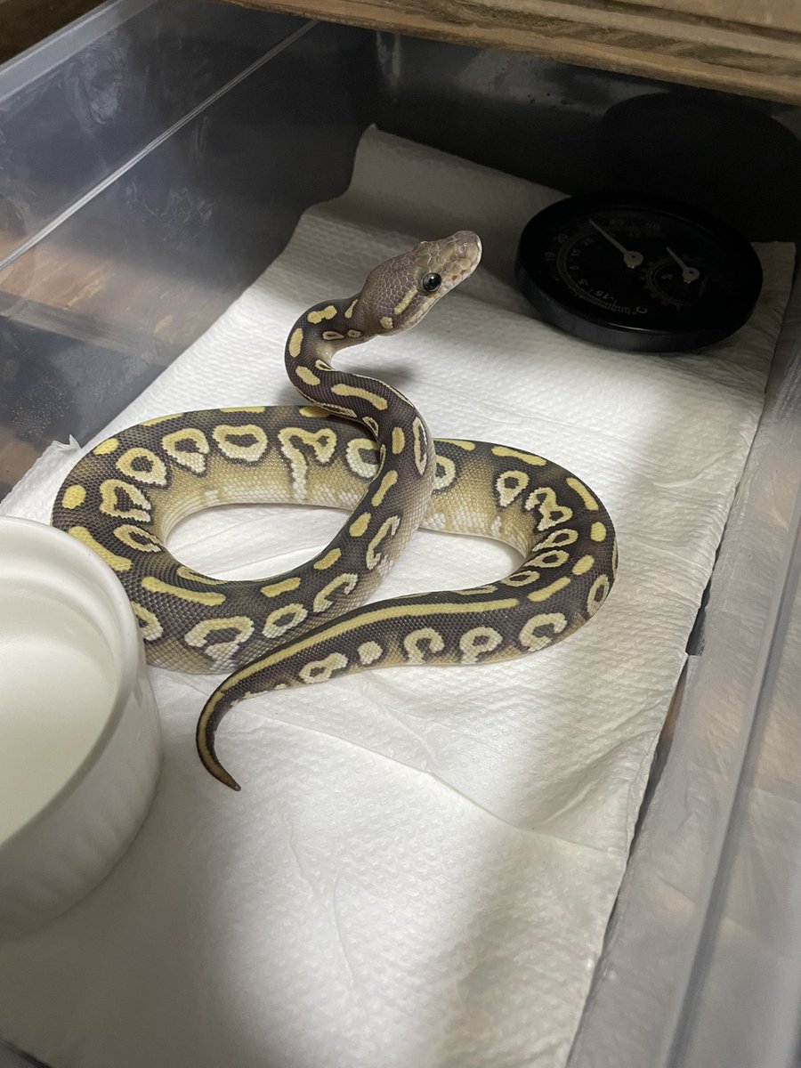 hi_shun0807's tweet image. @esp_sj_jh でボール2匹と
@GROWING0429OPEN さんで念願の
ジャワヤスリヘビをお迎えしました🎊🎉

ボールは欲しいと思ってたミスティックポーションゴーストを狙えるペアでのお迎え期待が高まります😏

グローウィングの方も丁寧に飼育説明してくださってありがとうございました🙇‍♂️

#WAF
#爬虫類