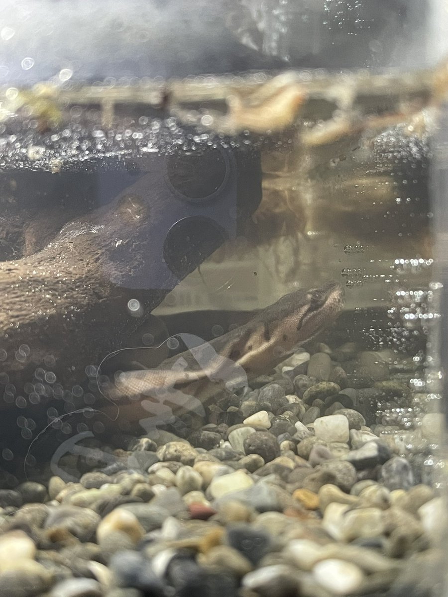 hi_shun0807's tweet image. @esp_sj_jh でボール2匹と
@GROWING0429OPEN さんで念願の
ジャワヤスリヘビをお迎えしました🎊🎉

ボールは欲しいと思ってたミスティックポーションゴーストを狙えるペアでのお迎え期待が高まります😏

グローウィングの方も丁寧に飼育説明してくださってありがとうございました🙇‍♂️

#WAF
#爬虫類