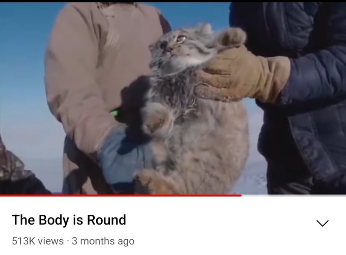 Grumpy Manul tweet media