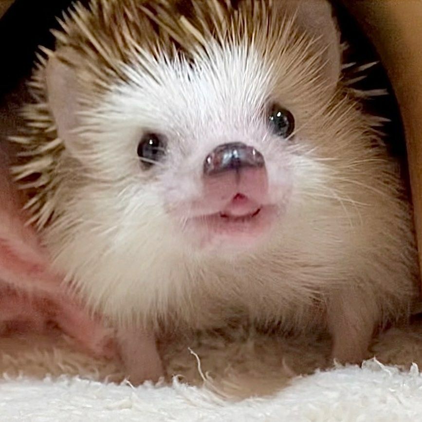 Hedgehog Zone (@hedgehogzone_) on Twitter photo 