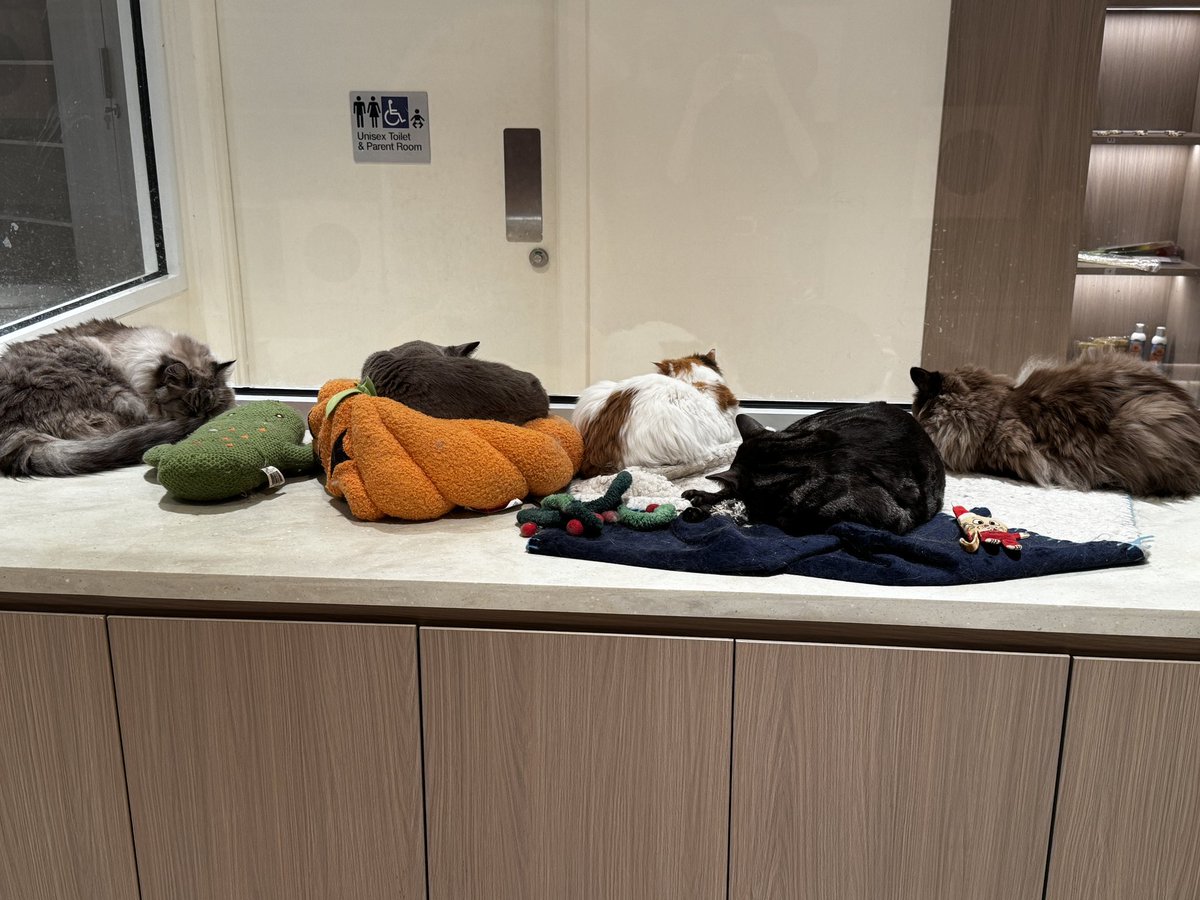 Some of the cats from cat cafe today
The last one is literally a cat car park