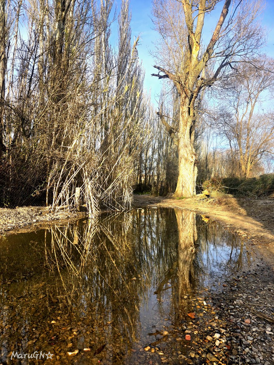 gn_maru's tweet image. 🎵Voy mirándome en los charcos
Yo no necesito espejo
Sé que soy mucho más guapo
Cuando no me siento feo🎵
Fito &amp;amp; Fitipaldis
🎤 Feo
#canciones #quotes #photo #Fotos #hacerfotos