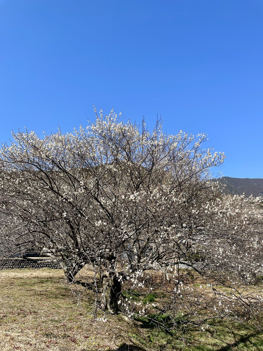 9RoundR's tweet photo. 以前ギフトとしてオーダーいただいた、ナチュラルなスワッグが、お届け先に実際に飾られているのを見ることができた🌿
2月中旬なのに4月の陽気の日、古民家カフェにて☕️
梅の花の白と明るい空の青が美しく穏やかな日🩵
#roundr #スワッグ #ドライフラワー #アーティフィシャルフラワー #古民家カフェ https://t.co/QqwQrh0XSr