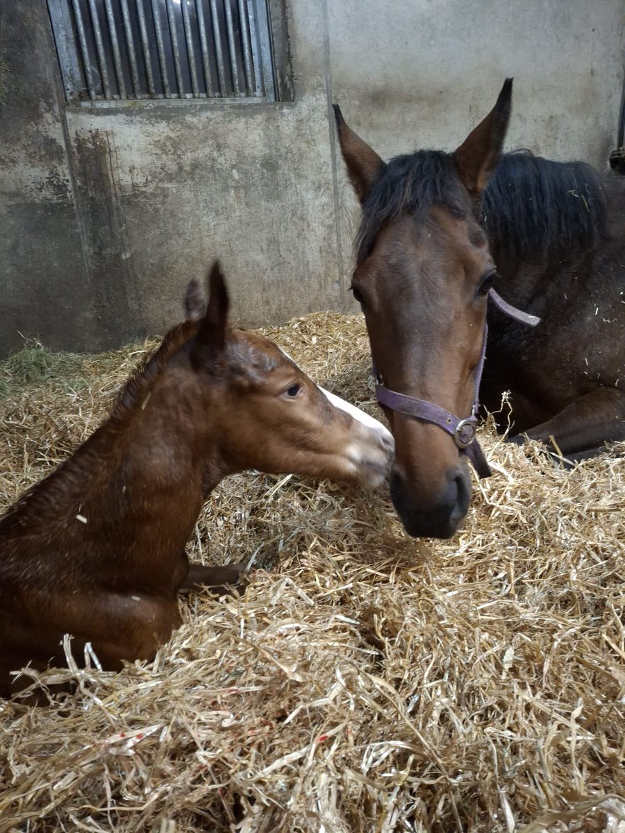 Ferdlant Stud tweet media