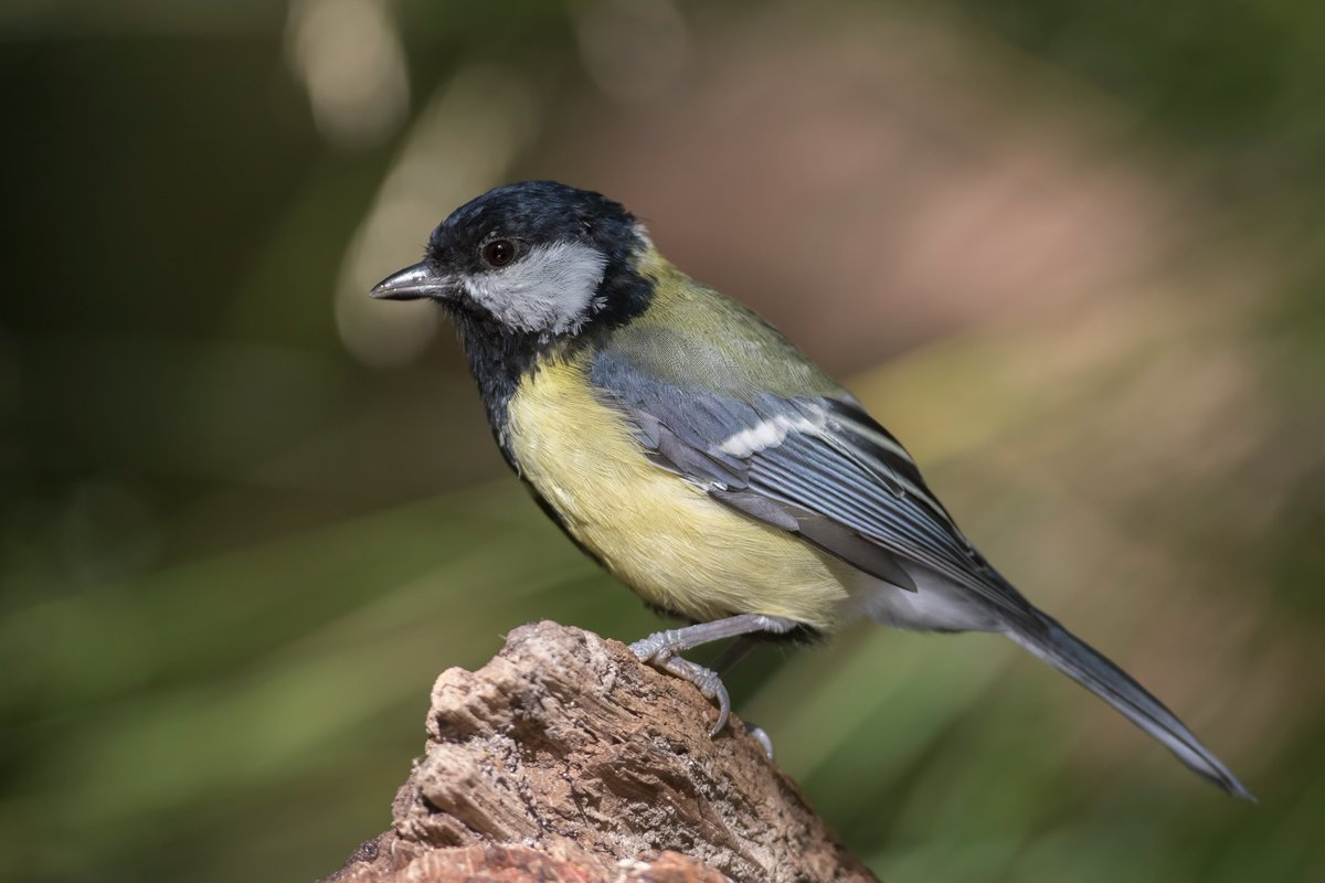 david butcher tweet media