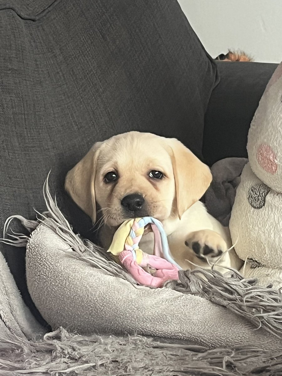 chris brady tweet media