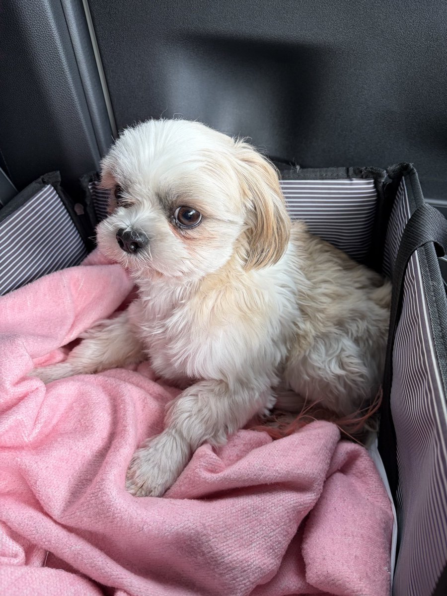 どなたか見かけませんでしたか？
どんな些細な情報でもお願いします
　#上越市中通町南高田駅  #シーズー
#迷い犬