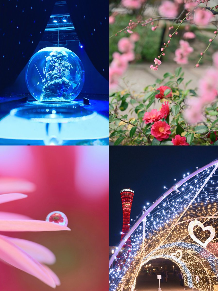 引用元の写真の中で 特に頑張ったのはしずく撮影！ はじめてのマクロ