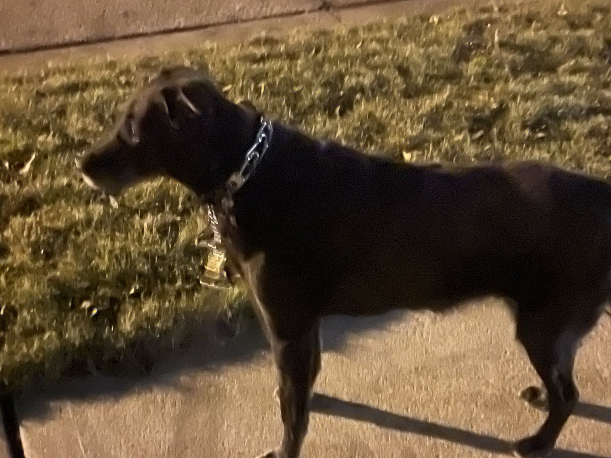 CoachBWolfinger's tweet photo. Good morning! 
Its 42deg high of 58deg 
Sunny to partly cloudy
Winds NNW 5 to 10pm
@GroveCityOhio 
@CoachA8 
Shadow's says let's go!
Have a great Weekend! https://t.co/EMeJtmNwYq