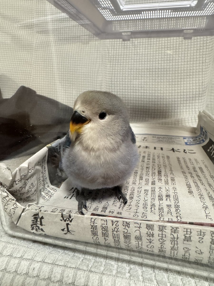 unknows15's tweet photo. DAY 9〜12
呼んだら短距離ではあるものの飛んでき来てくれる様になった https://t.co/aTrHgFPsoa
