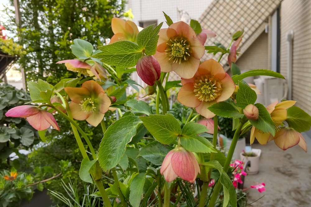 今年のクリスマスローズの爆咲きっぷりが凄いので見てください