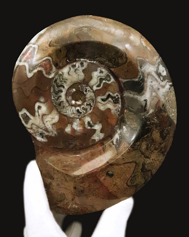 化石・鉱物・隕石販売の化石セブン (@kaseki7) / Posts / X