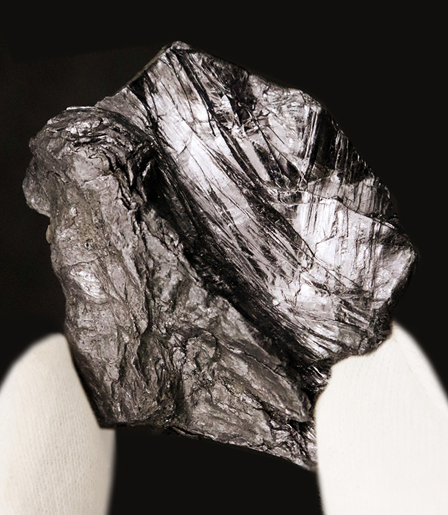 化石・鉱物・隕石販売の化石セブン (@kaseki7) / Posts / X