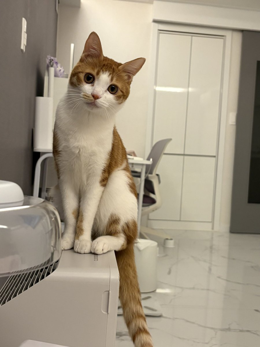 담이냥이 tweet media