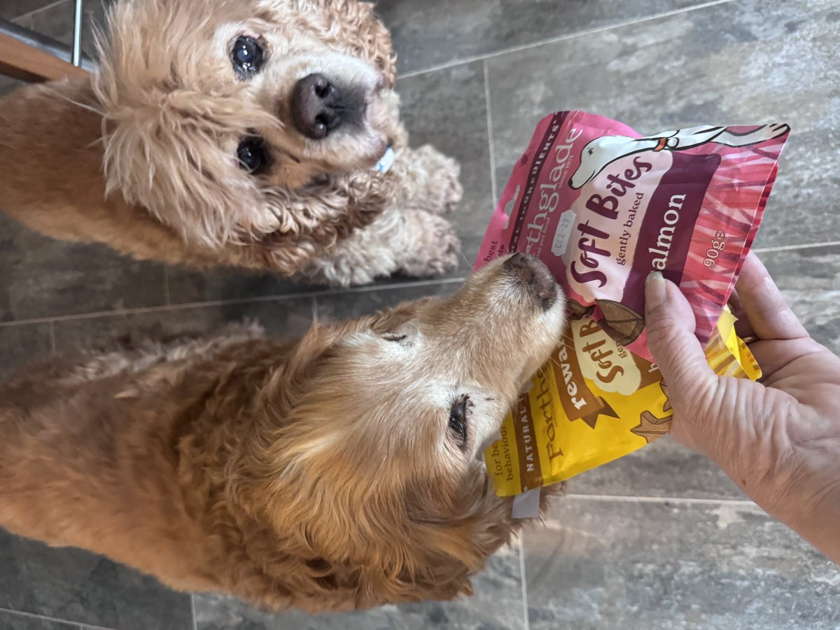 SpanielsSuper's tweet image. We got mail #SoExciting 
Just for us 👍…….
 Oh &amp;amp; the cats too 🫩 #Sigh 

Lots &amp;amp; lots of delicious treats from our friend @RiffRAF18 
&amp;amp; a very special little extra for mum #ThankYouSoMuch 

How very kind of you 
#UnexpectedTreats #LovelySurprise