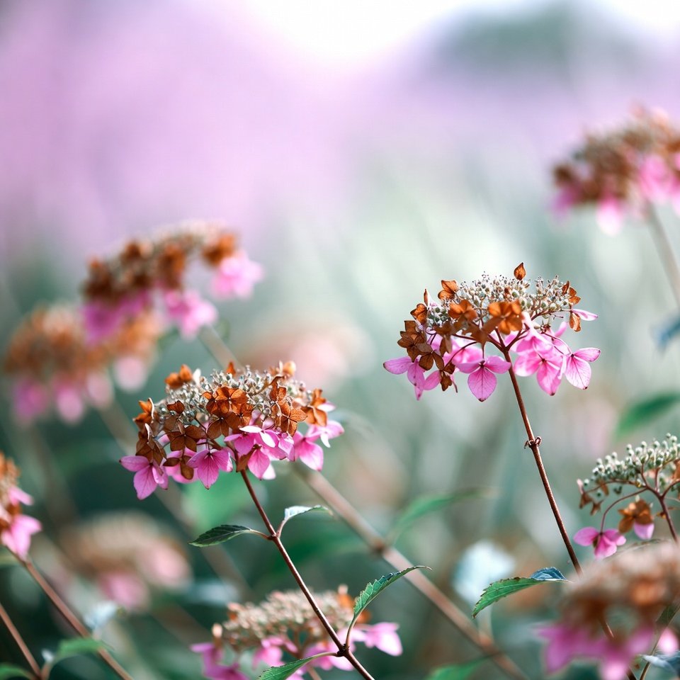ava_sparks_ava's tweet photo. Flowers, always and always... https://t.co/7Ir2ryOMUp