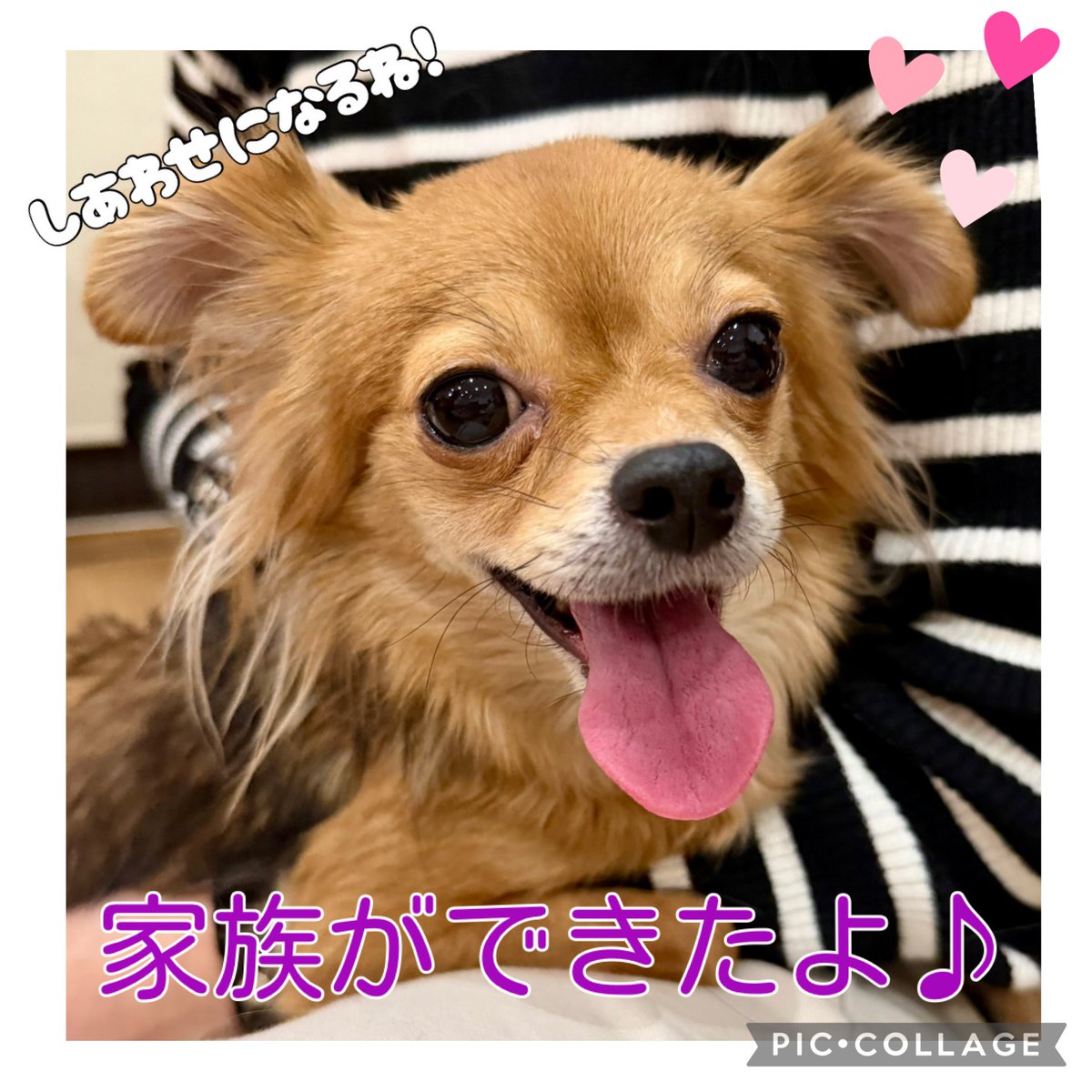 hogokensakai's tweet photo. 嬉しいご報告があります🌱

ロングコートチワワの
ジョワイユちゃんに
里親様が決定致しました😊❤️

お迎え頂きました里親様、
応援して下さった皆様、
本当にありがとうございます🙇‍♀️

お幸せに✨

保護犬カフェ堺店
📮大阪府堺市北区東雲東町3-6-20
☎️072-230-4800
⏰12時〜20時

#保護犬カフェ堺店 https://t.co/f0Pi9oxMQT
