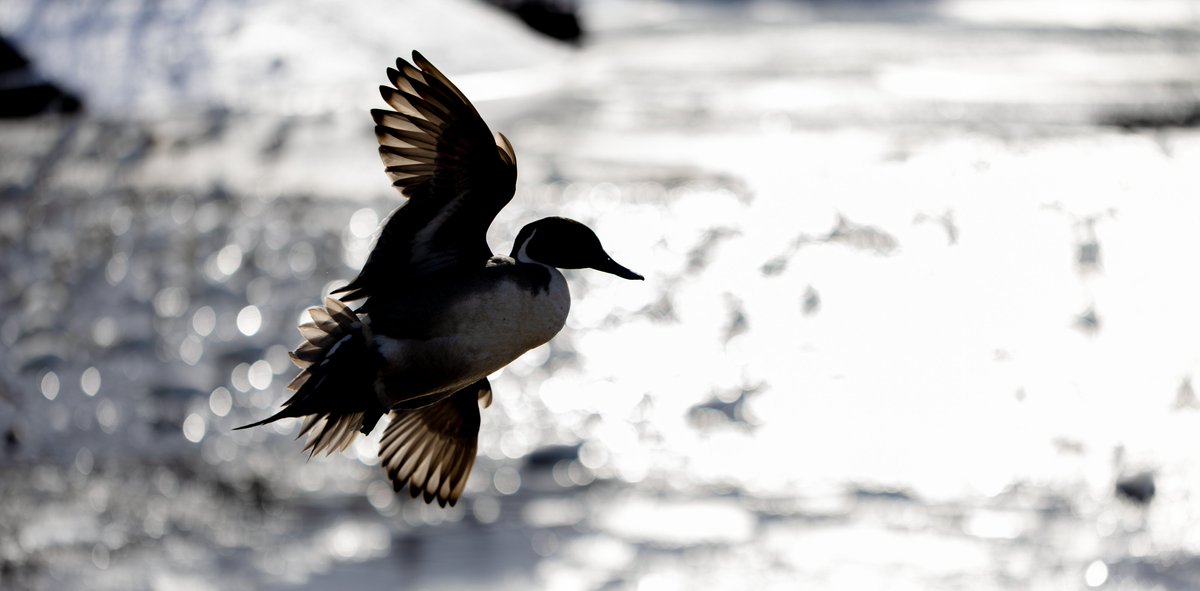 Pond@写真📷️ tweet media