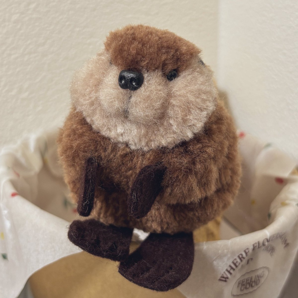 ぽんぽんビーバー🦫可愛すぎる 羽村の木と一緒にうちで過ごしてもらい