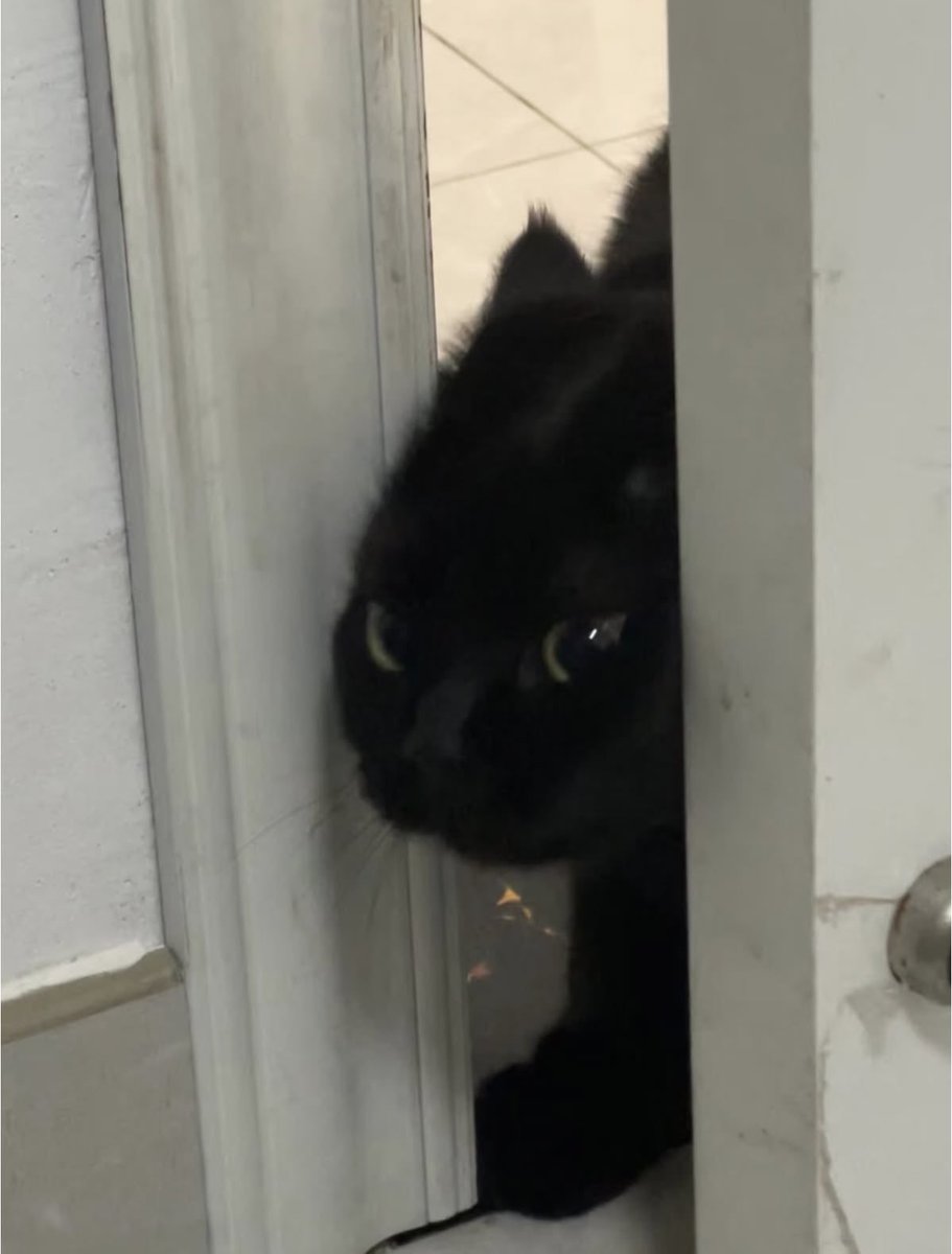 Black cats are not bad luck tweet media