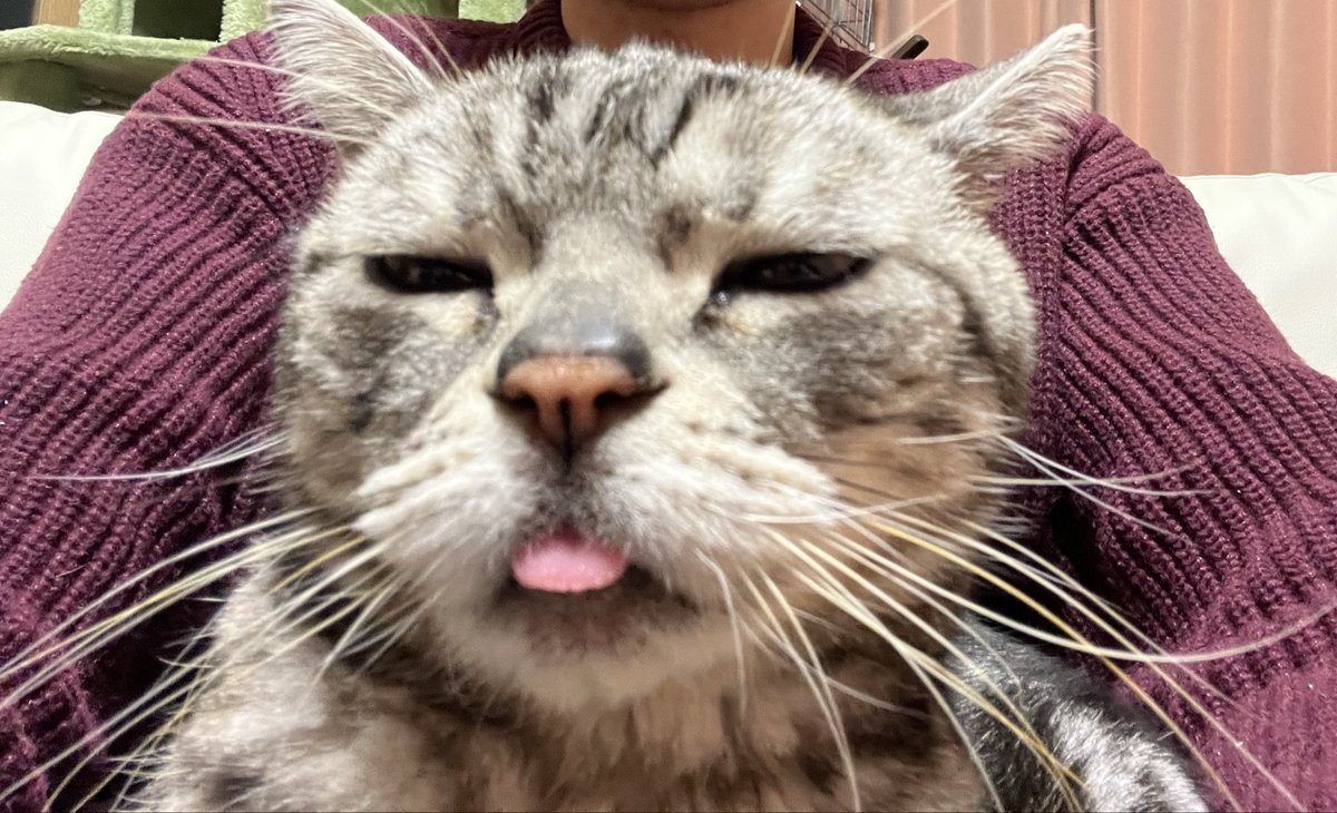 魔人ブウ最高にいいよ この後🐱に殴られてたけど 反省はしてないようです