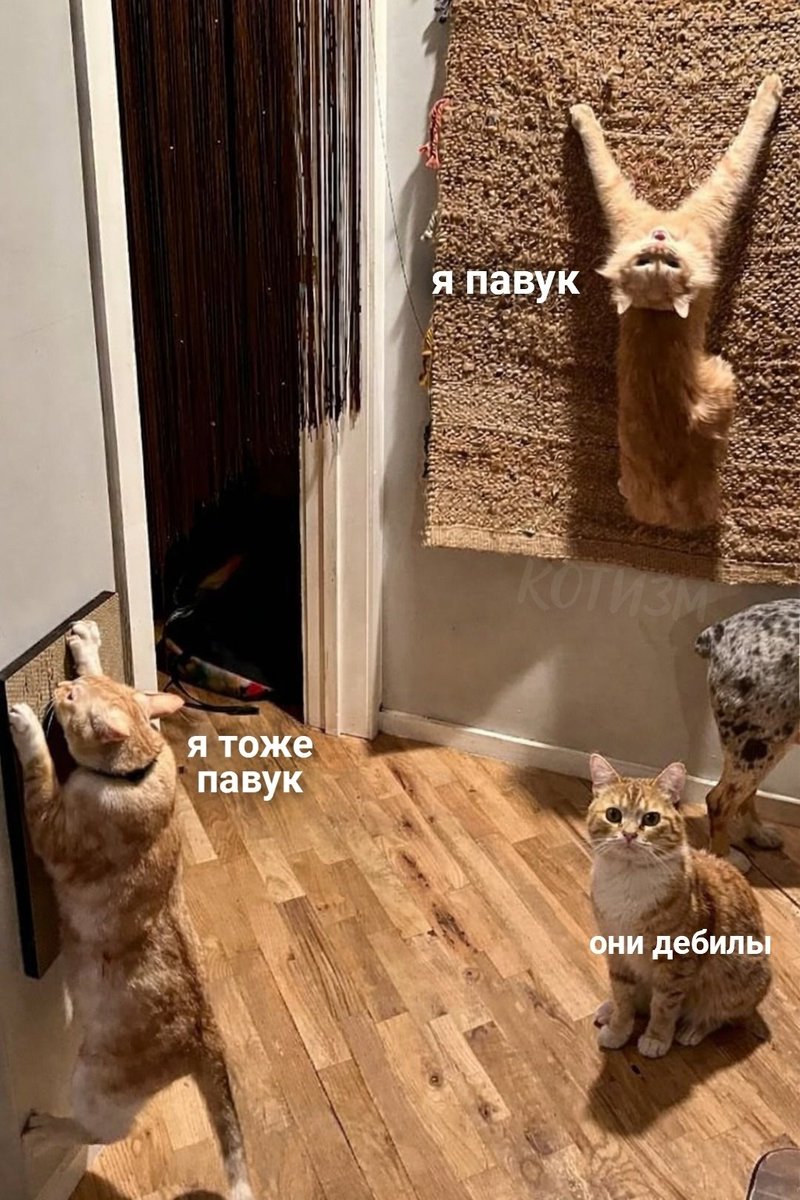 Они павуки 🤌🤌🤌