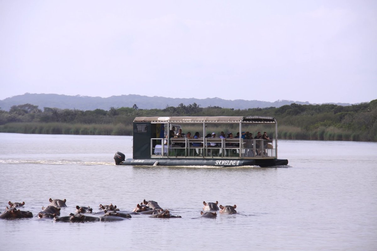 iSimangalisoZA's tweet photo. Hippos lead an aquatic kind of lifestyle. They spend up to 16 hours a day submerged in water to protect their sensitive skin from the sun. As herbivores they leave the water at night to graze, sometimes traveling miles to consume short grasses.
#WhereMiraclesNeverEnd https://t.co/MGyEH1fRiB