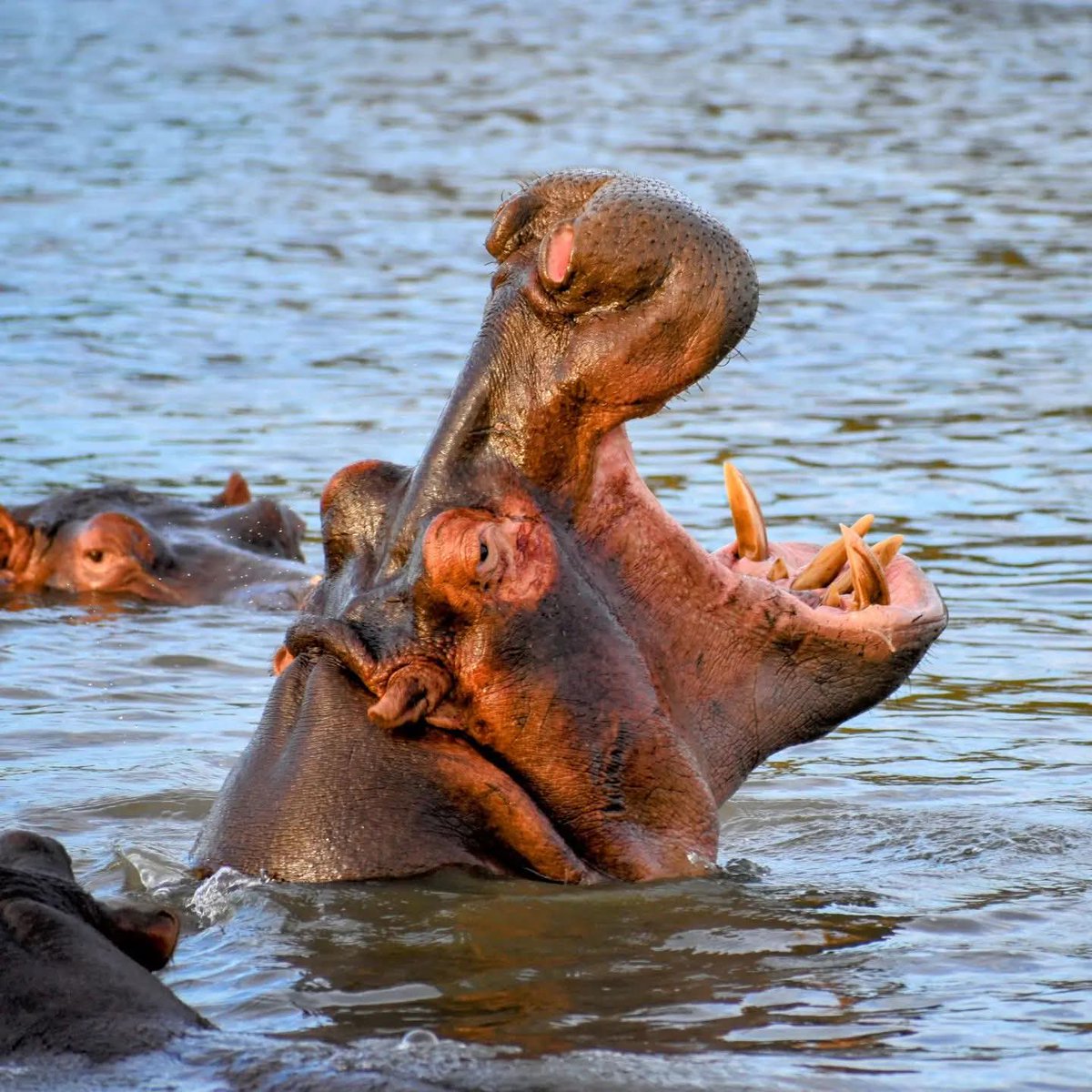iSimangalisoZA's tweet photo. Hippos lead an aquatic kind of lifestyle. They spend up to 16 hours a day submerged in water to protect their sensitive skin from the sun. As herbivores they leave the water at night to graze, sometimes traveling miles to consume short grasses.
#WhereMiraclesNeverEnd https://t.co/MGyEH1fRiB