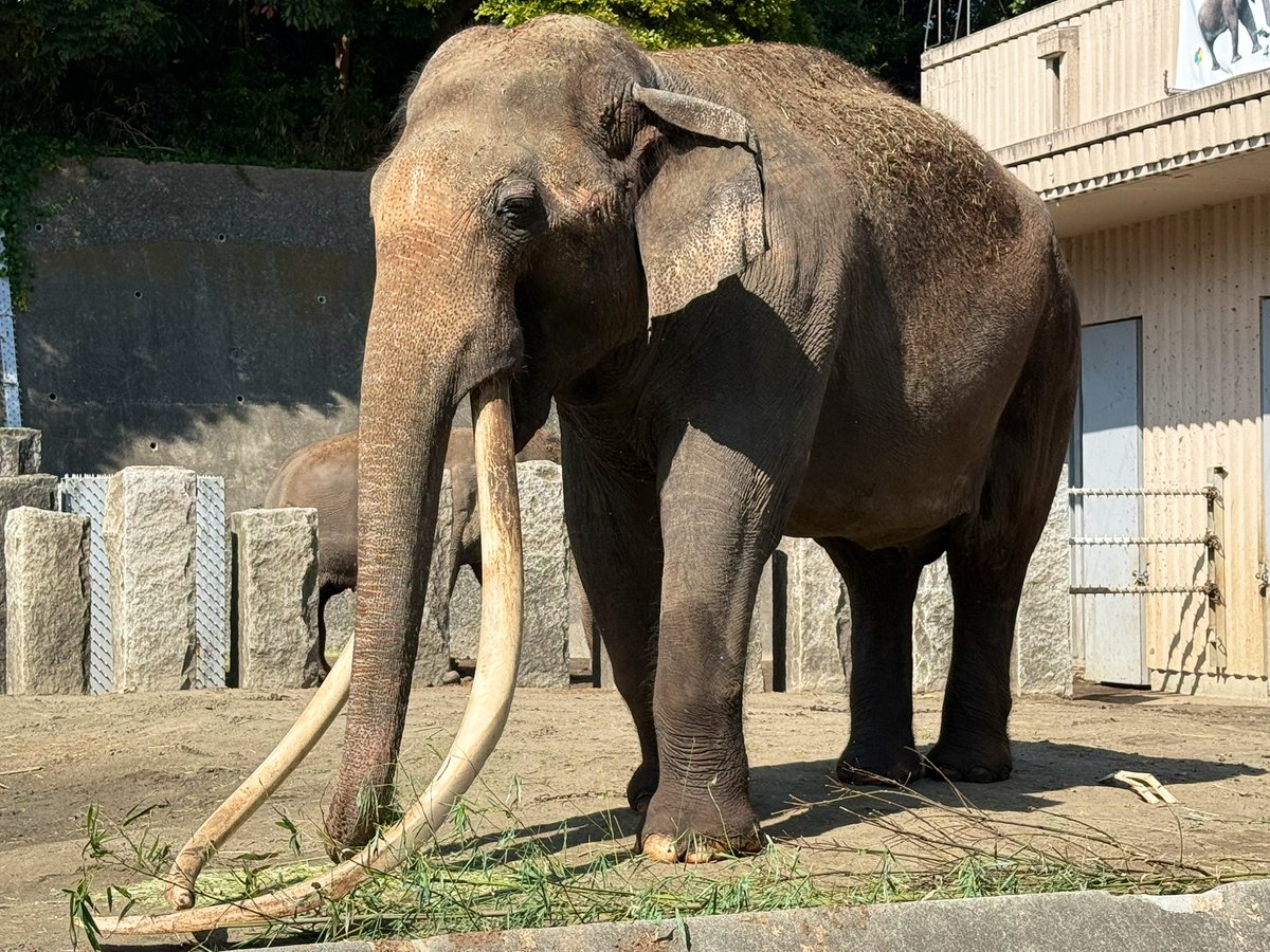ボンさんに会ってきました
足取りもしっかりしていて安心しました

2026.2.28
#金沢動物園 #アジアゾウ #インドゾウ #ボン