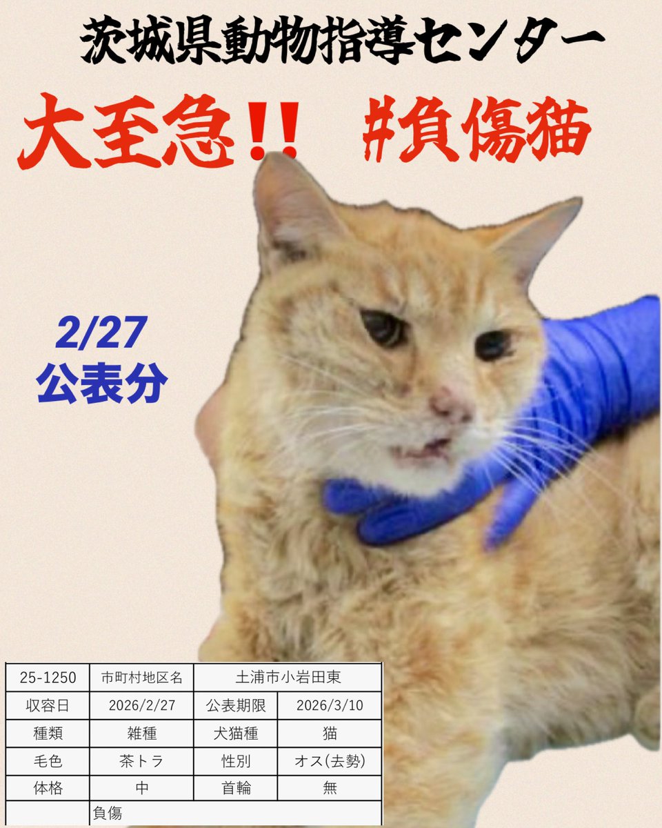 🆘🆘🆘
負傷猫さんです。
状態が心配です 
去勢していて耳カットが見えません。
飼い猫でしょうか
公示が切れればセンター登録の団体さんや
ボランティアさん経由で里親さんになれます。
センターの子達に目を向けてください人
ご存知の方、いらっしゃいませんか
協力お願い致します🙇🏼‍♀️

♦️お願い