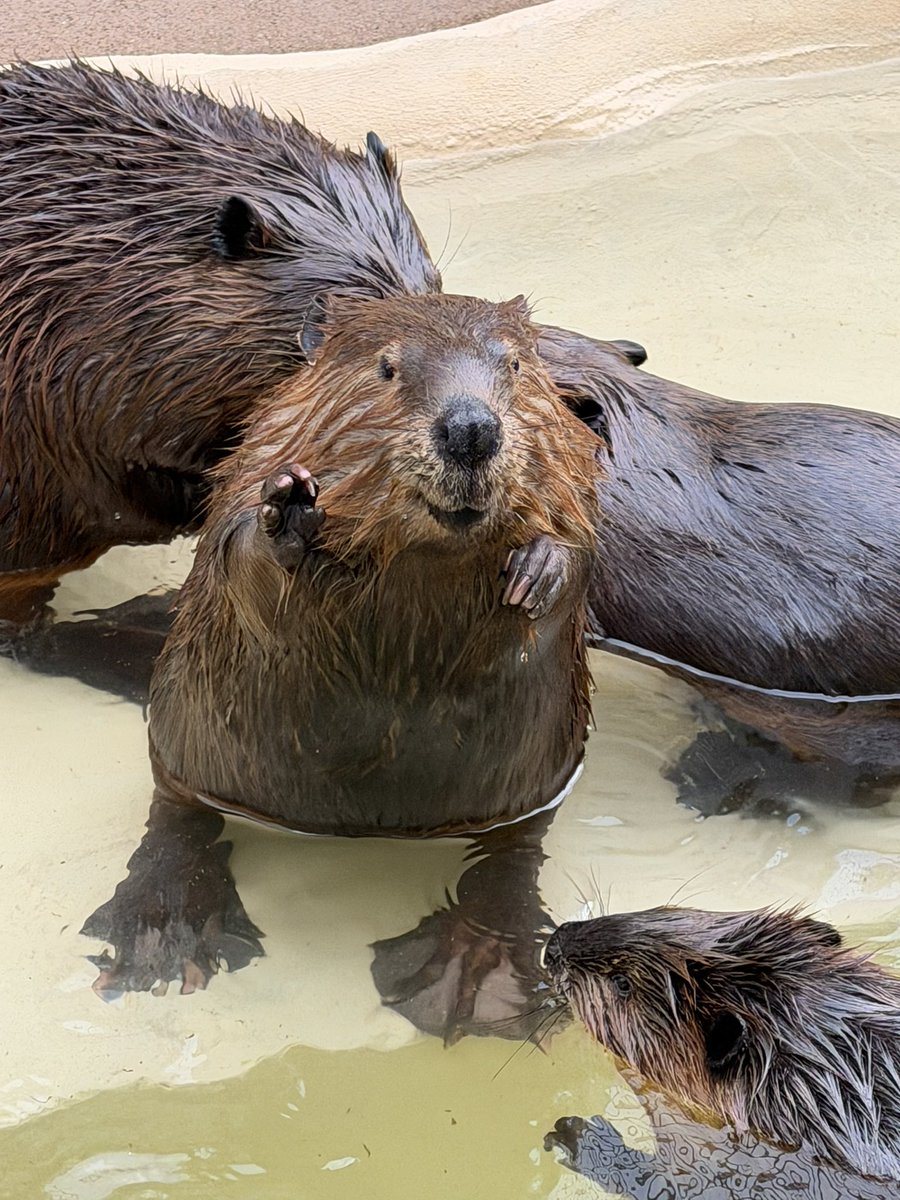 【公式】霞ケ浦 どうぶつとみんなのいえ tweet media