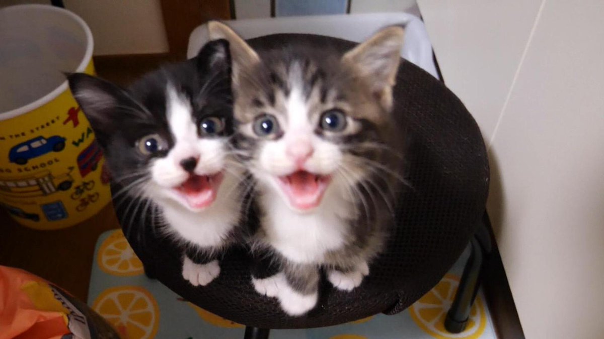 MeowMoeDotCom's tweet photo. 子猫のニャーニャー隊がママに捕まり爪を切られる？【赤ちゃん猫　保護猫】
 
https://t.co/WGf3hXU88c
 
#Cat #Gatten #Kitten #Meow #Neko #StrayCat https://t.co/Sd5QOHBx1x