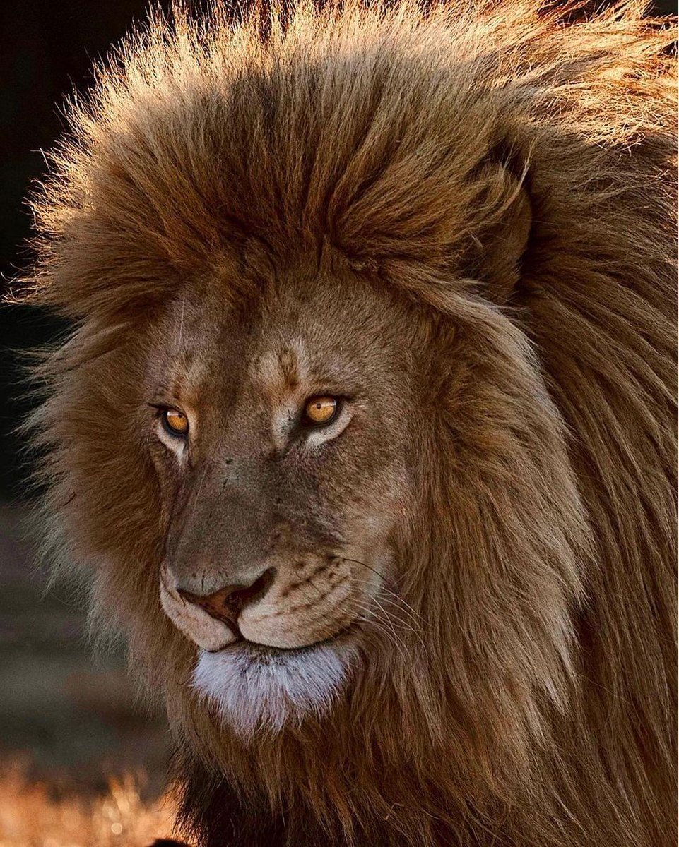 Lions 🦁 tweet media