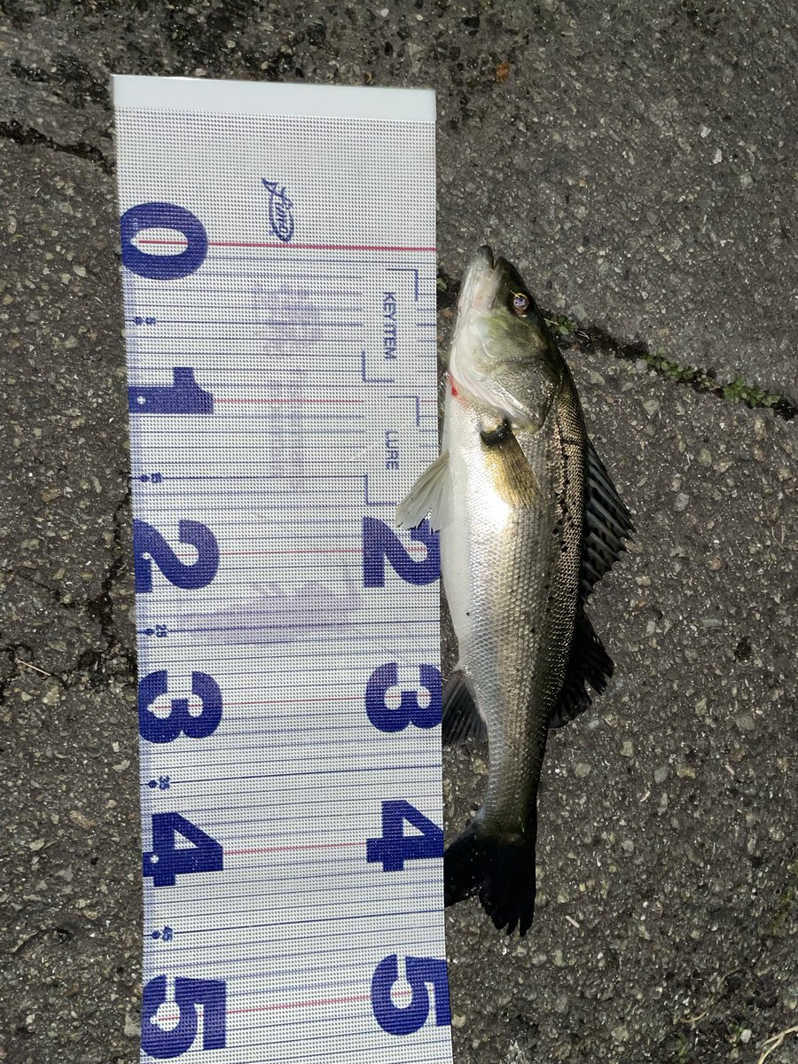 Kh9Mtf's tweet photo. 今日は地元河川に
日中はハクボイルが単発で起きてる中、なかなか食わせられずナイトゲームに突入。
足元までチェイスがあるが、口を使わず
諦めムードのなか、最初のポイントに戻りスーサンをデッドスローで引いてきたら念願のバイト！
斑点があり顔が短い初のタイリクスズキ🐟 https://t.co/huz6qc0N6P