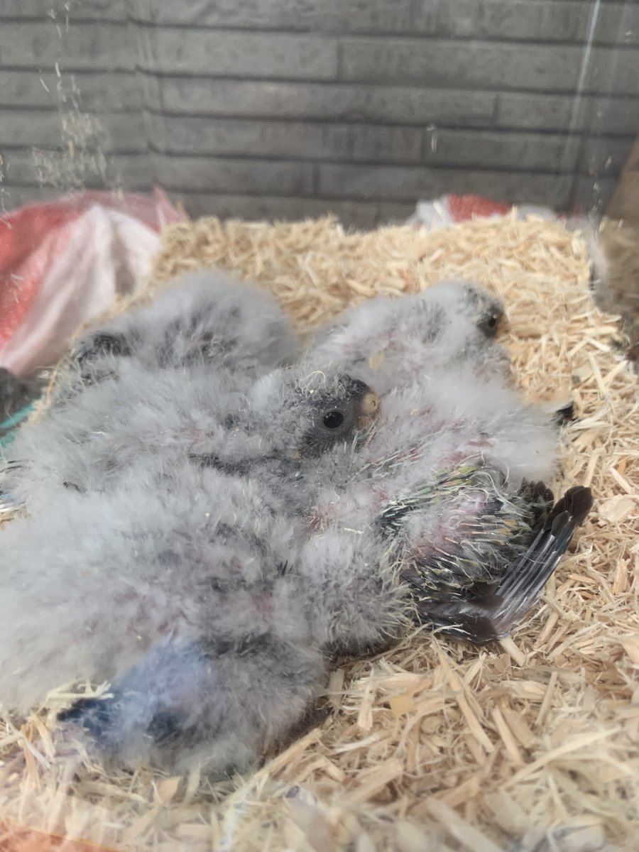 若狭小浜メダカ(バード) tweet media