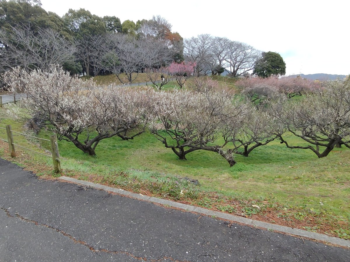 k_nmha's tweet photo. 今日も梅が綺麗だった

#花農丘公園梅フォトコンテスト2026 https://t.co/LxoI0j6B1D