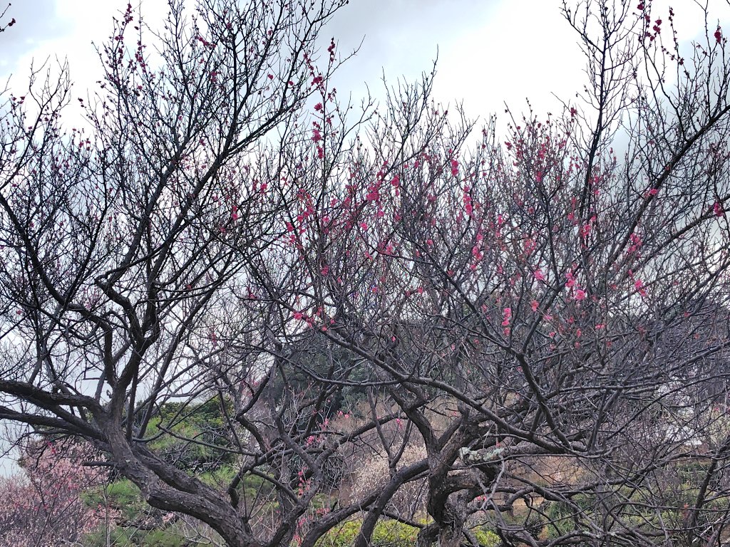 k_nmha's tweet photo. 今日も梅が綺麗だった

#花農丘公園梅フォトコンテスト2026 https://t.co/LxoI0j6B1D