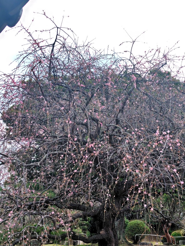k_nmha's tweet photo. 今日も梅が綺麗だった

#花農丘公園梅フォトコンテスト2026 https://t.co/LxoI0j6B1D