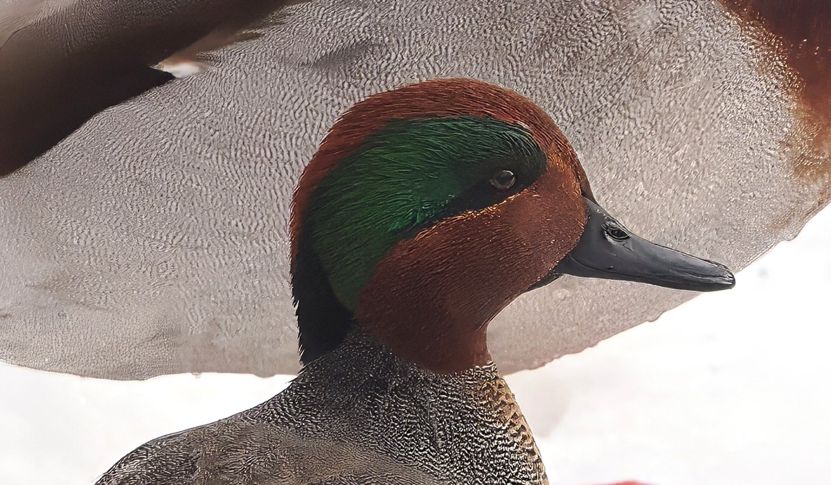 Above96th's tweet image. I spotted a beautiful Green-winged Teal on the snow at the Central Park Pool this morning. Any guess what the background is? (Answer below.) ❓❓❓ #Teal #CentralPark #birdcpp